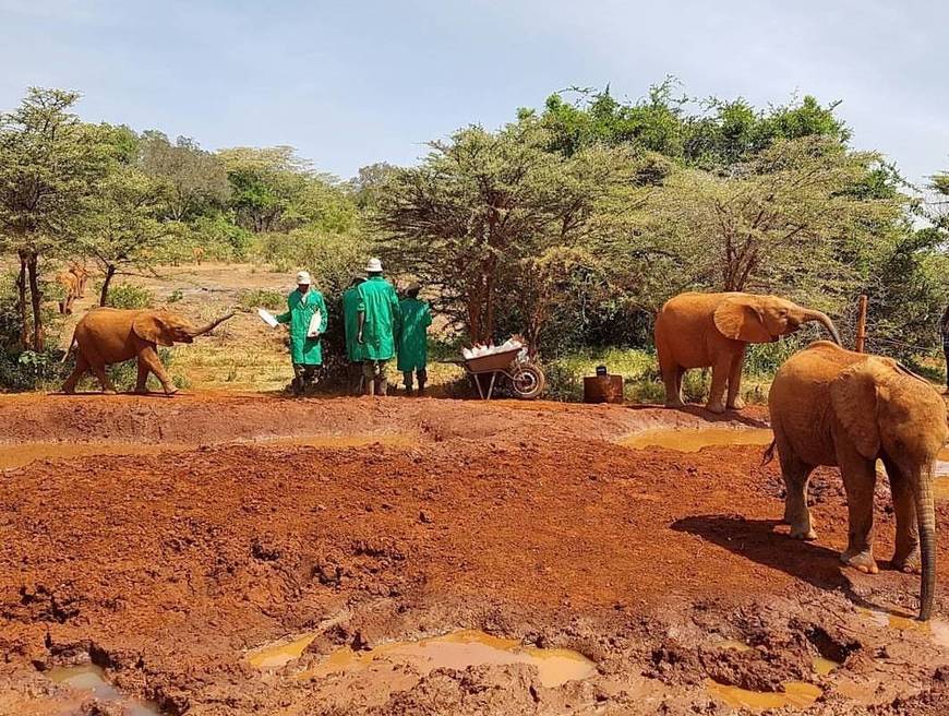 Lugares David Sheldrick Elephant 