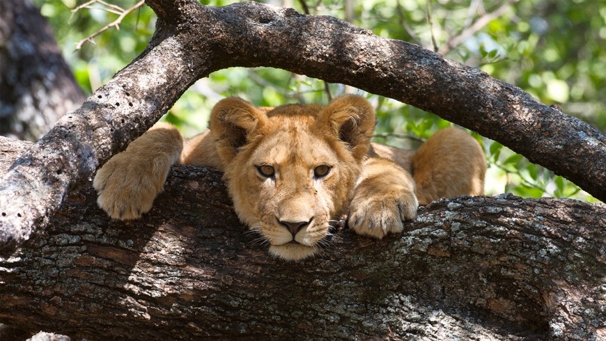 Lugares MANYARA NATIONAL PARK