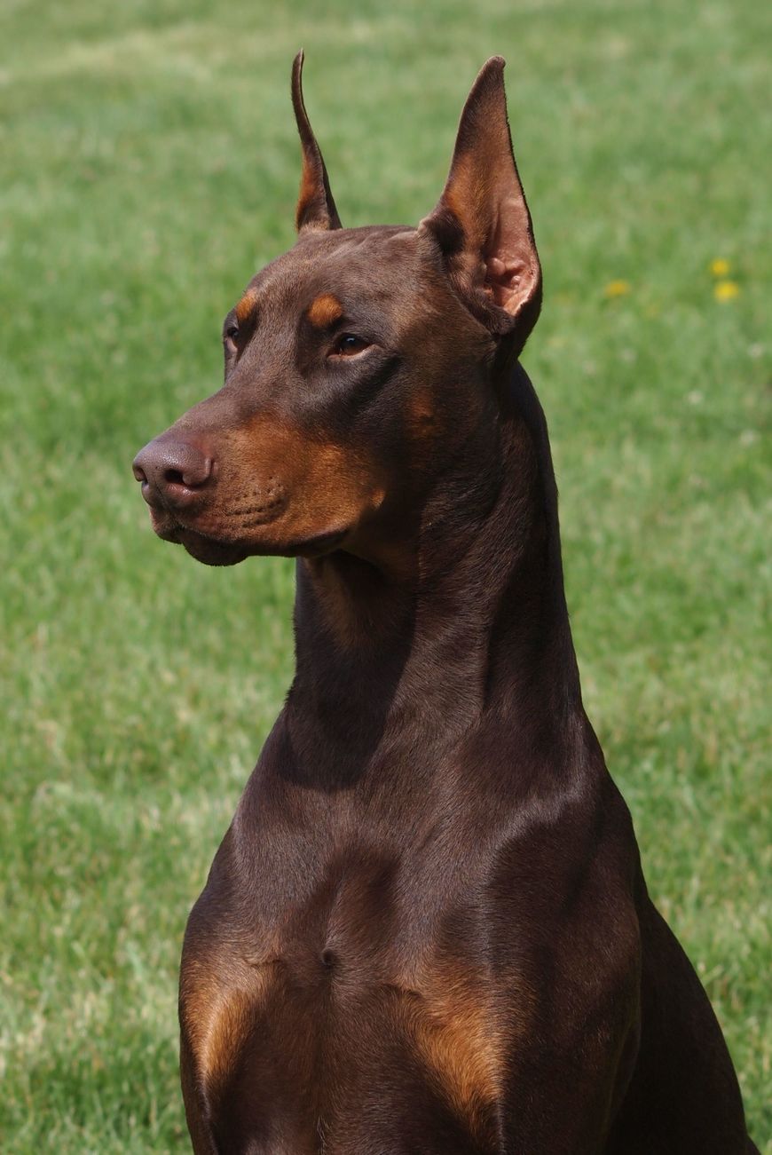 Moda Doberman