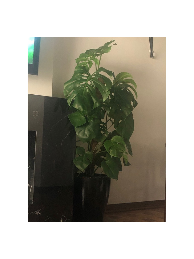 Producto Monstera deliciosa