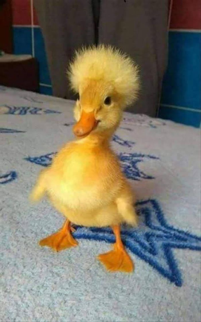 Moda Duck with afro