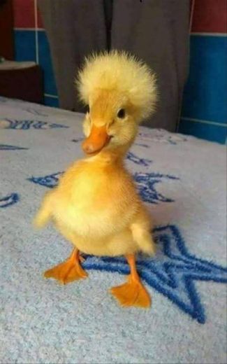 Duck with afro