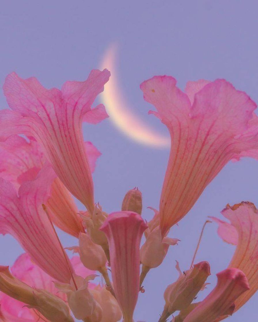 Flowers and moon