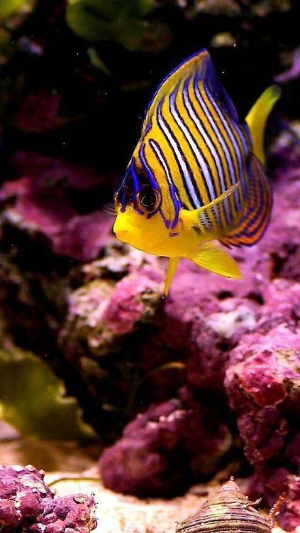 Fashion Pygoplites diacanthus-angel fish