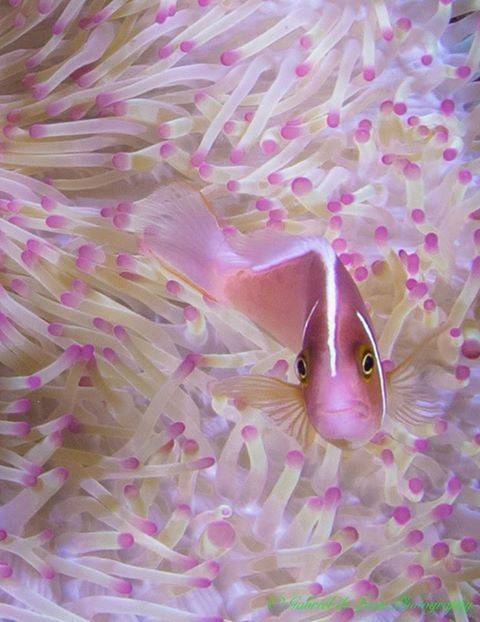 Fashion Amphiprion perideraion-Clown fish family