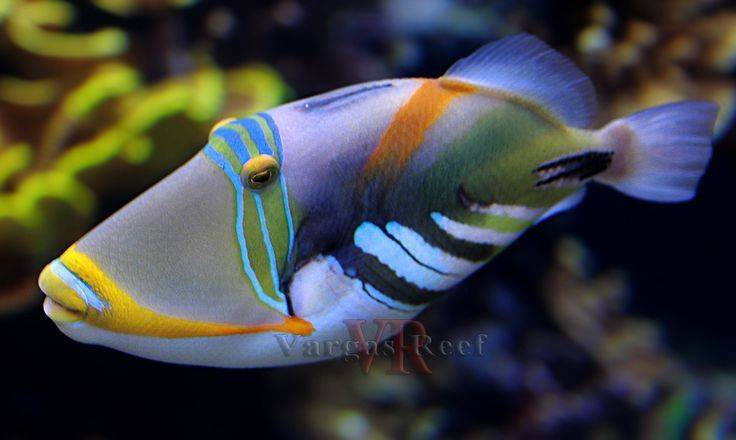 Fashion Rhinecanthus aculeatus-pig fish