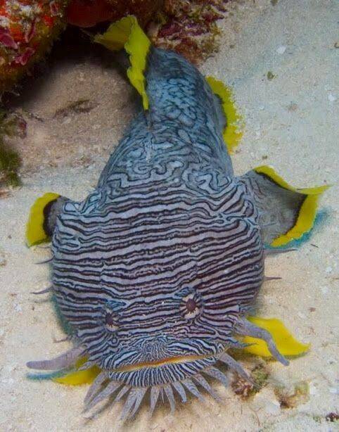 Fashion Sanopus splendidus-most known for frog-fish