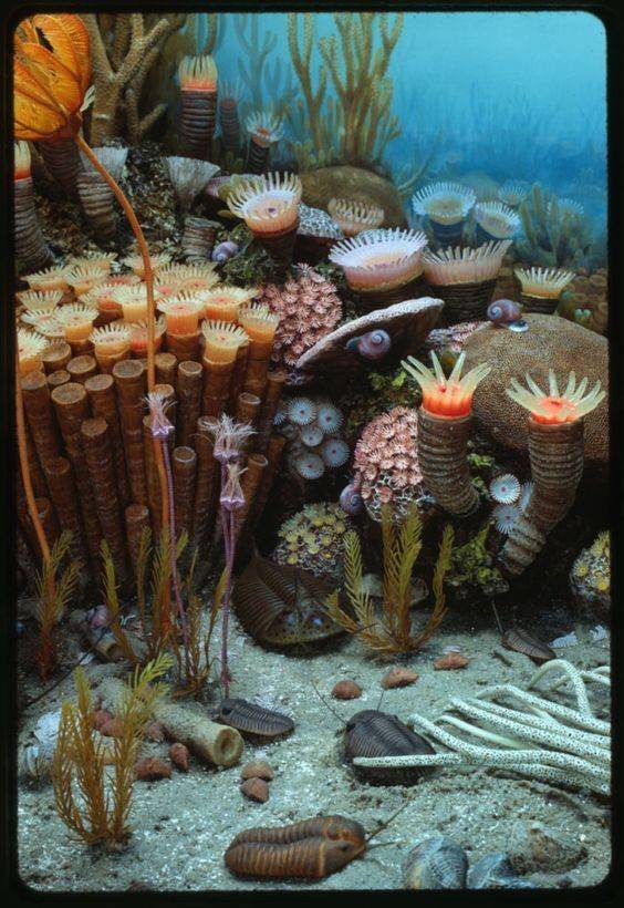 Fashion Coral Reef