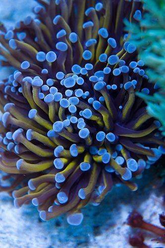 Fashion Entacmaea quadricolor-sea anemones