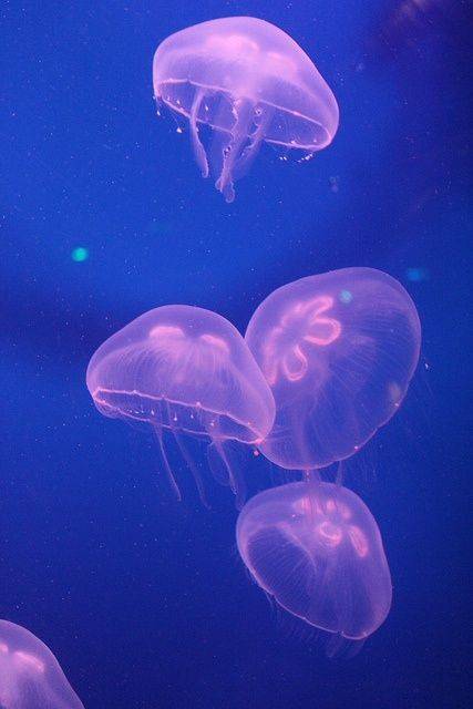 Fashion Aurelia aurita-moon jellyfish