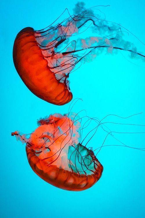 Moda Chrysaora fuscescens-pelagiid jellies