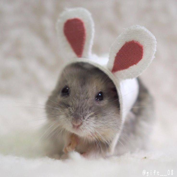 Fashion I'm a bunny 