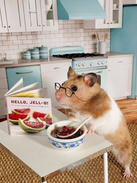 Lets cook