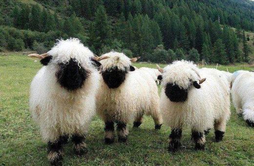 Bllacknose sheep
