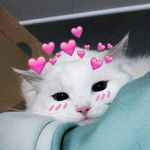 Yes I love you