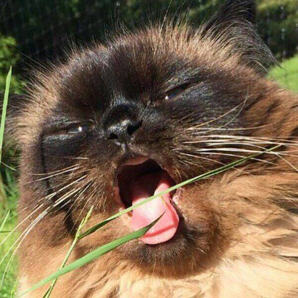 I like grass