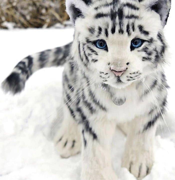 Fashion baby white tiger