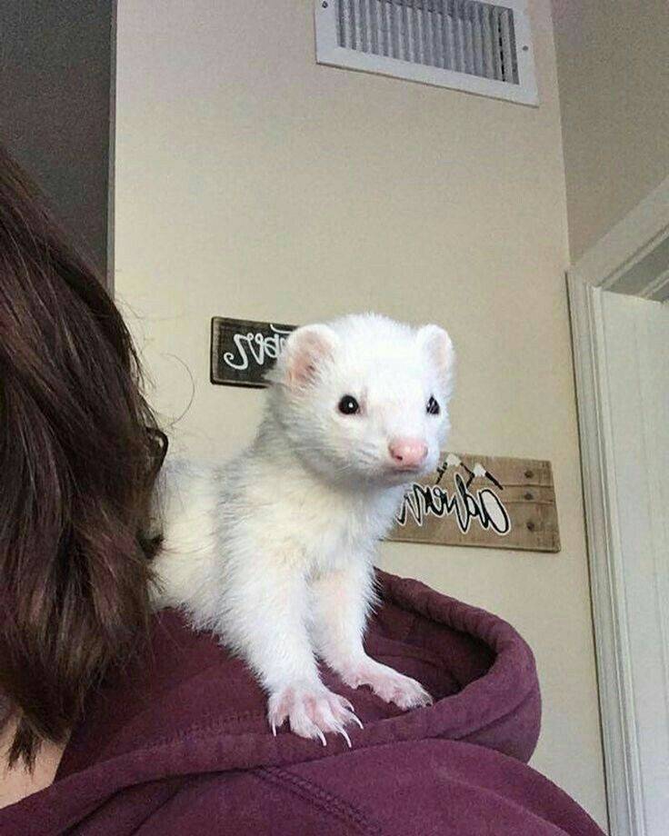 Fashion Ferret