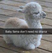 Fashion Baby llama don't need no drama