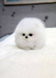 Fashion Pom pom dog