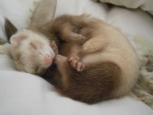 Fashion Chocolate ferret