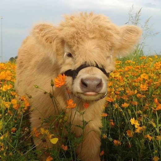 Fluffy cow 🏵