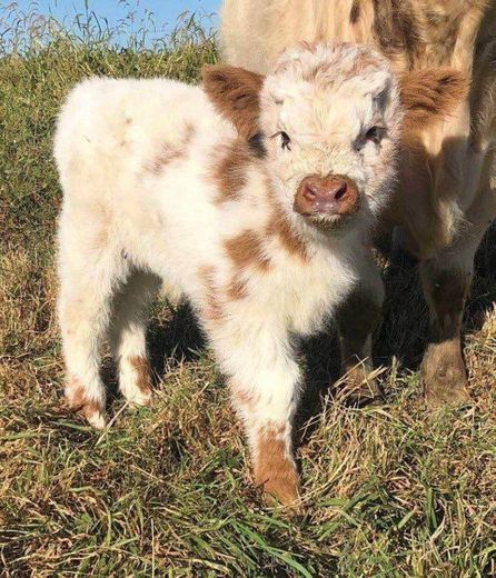 Fluffy baby cow