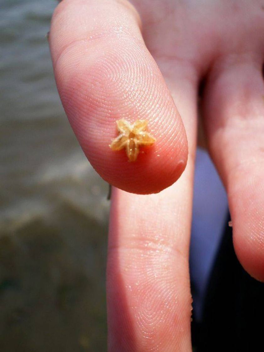 Fashion Tiny starfish