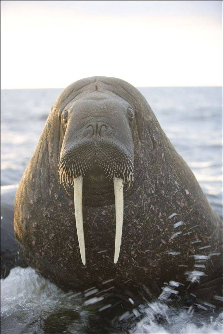 Fashion Walrus