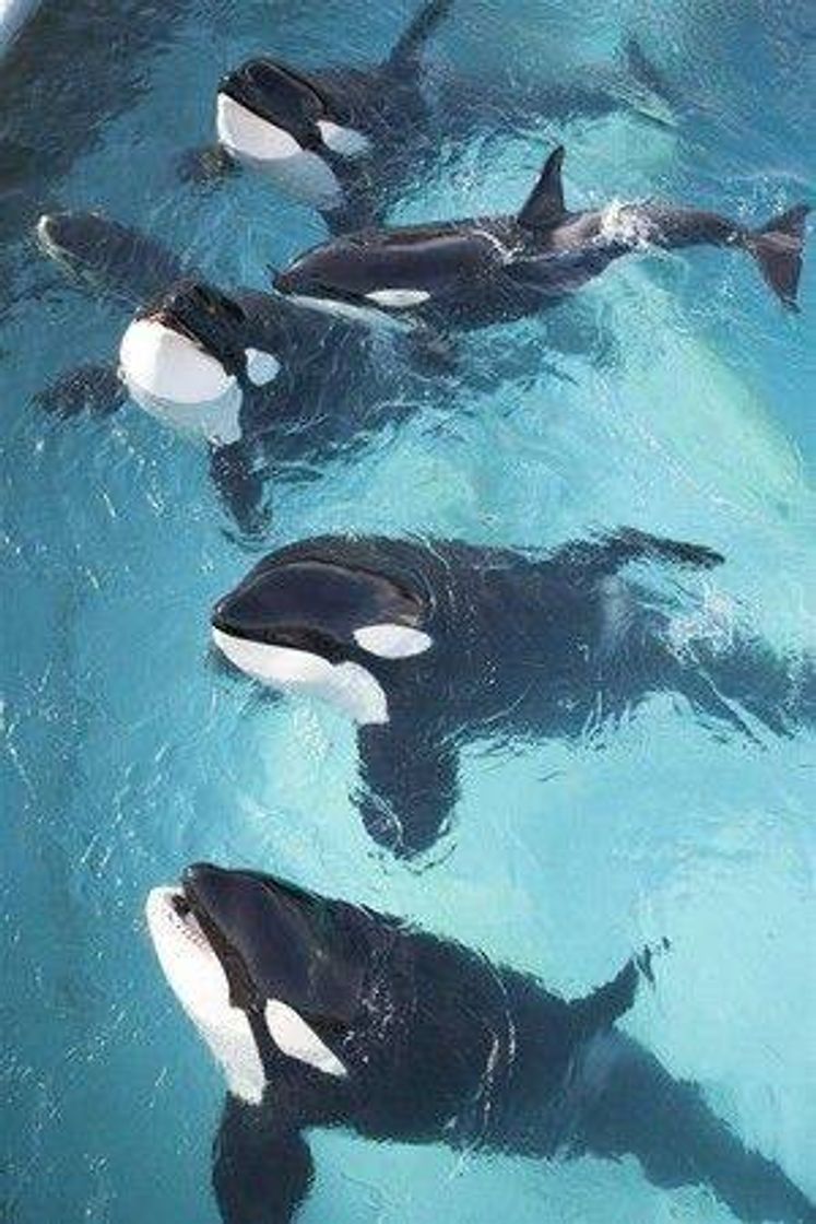 Fashion Orcas