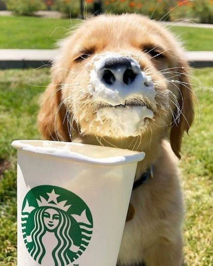 Starbucks puppy