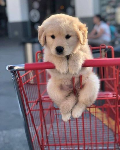 Lets go shopping