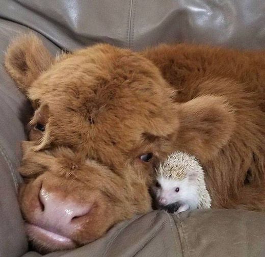 Furry cow and hedgehog