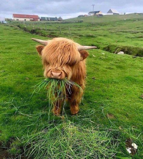 Furry cow eating grass