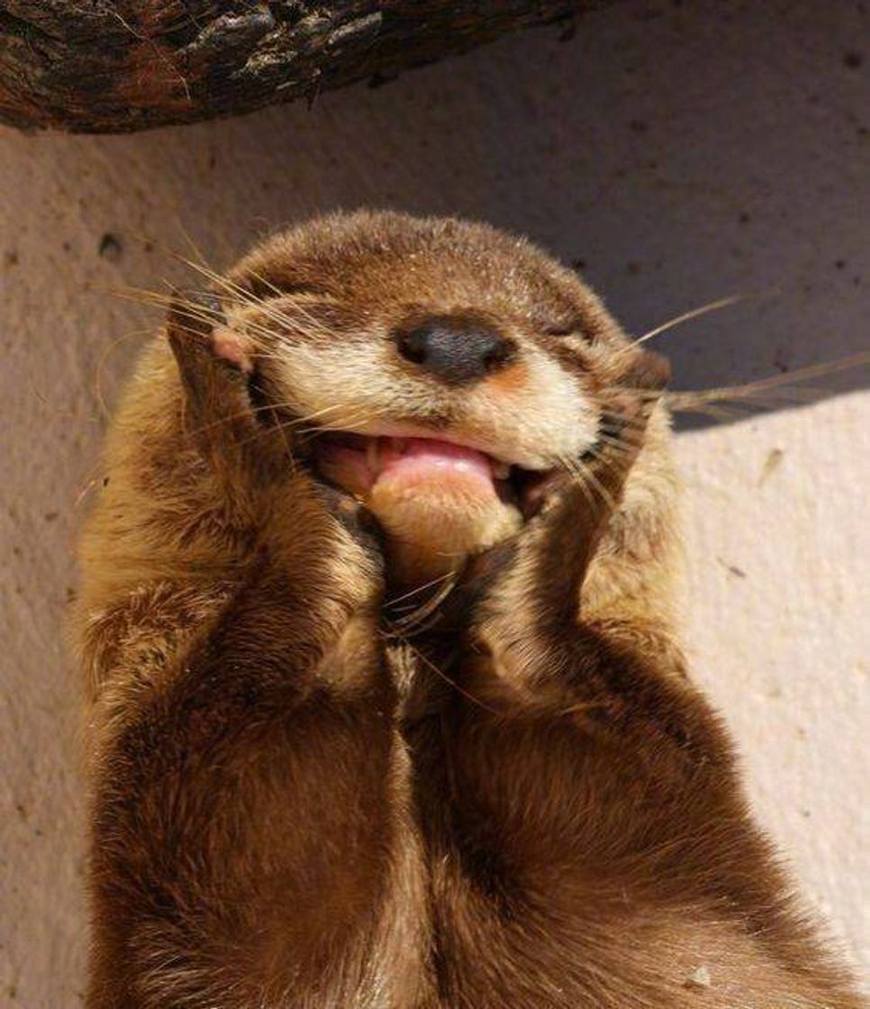 Happy otter