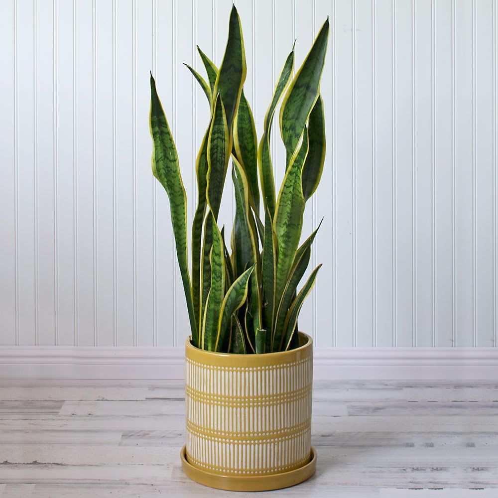 Producto Snake plant