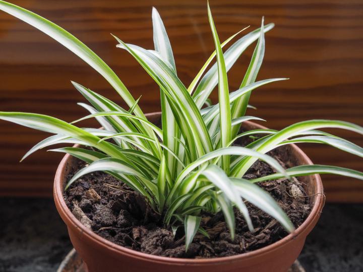 Producto Spider Plant