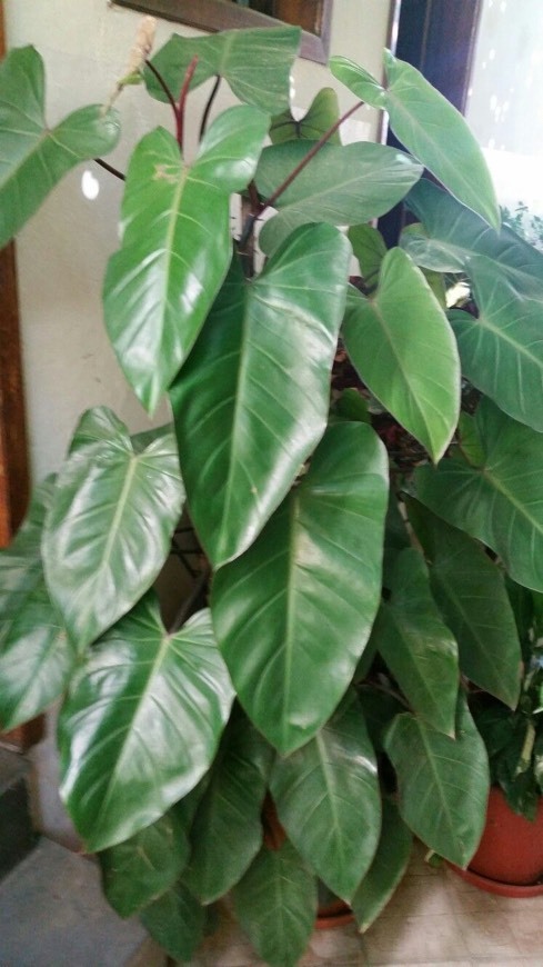 Producto Philandendron Erusbescens