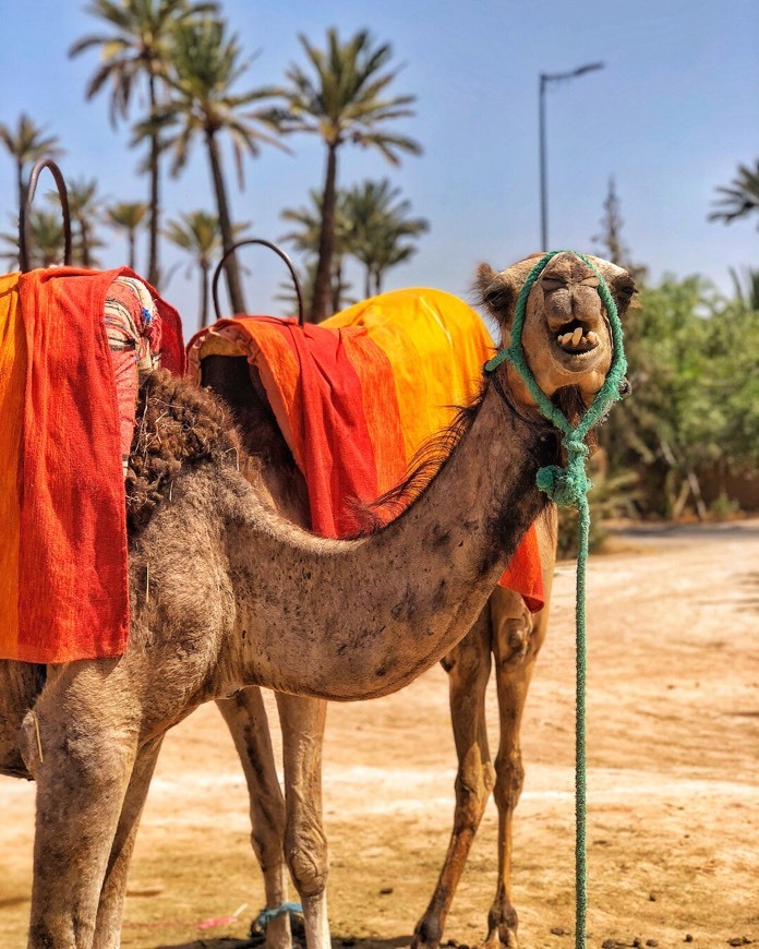 Marrakech