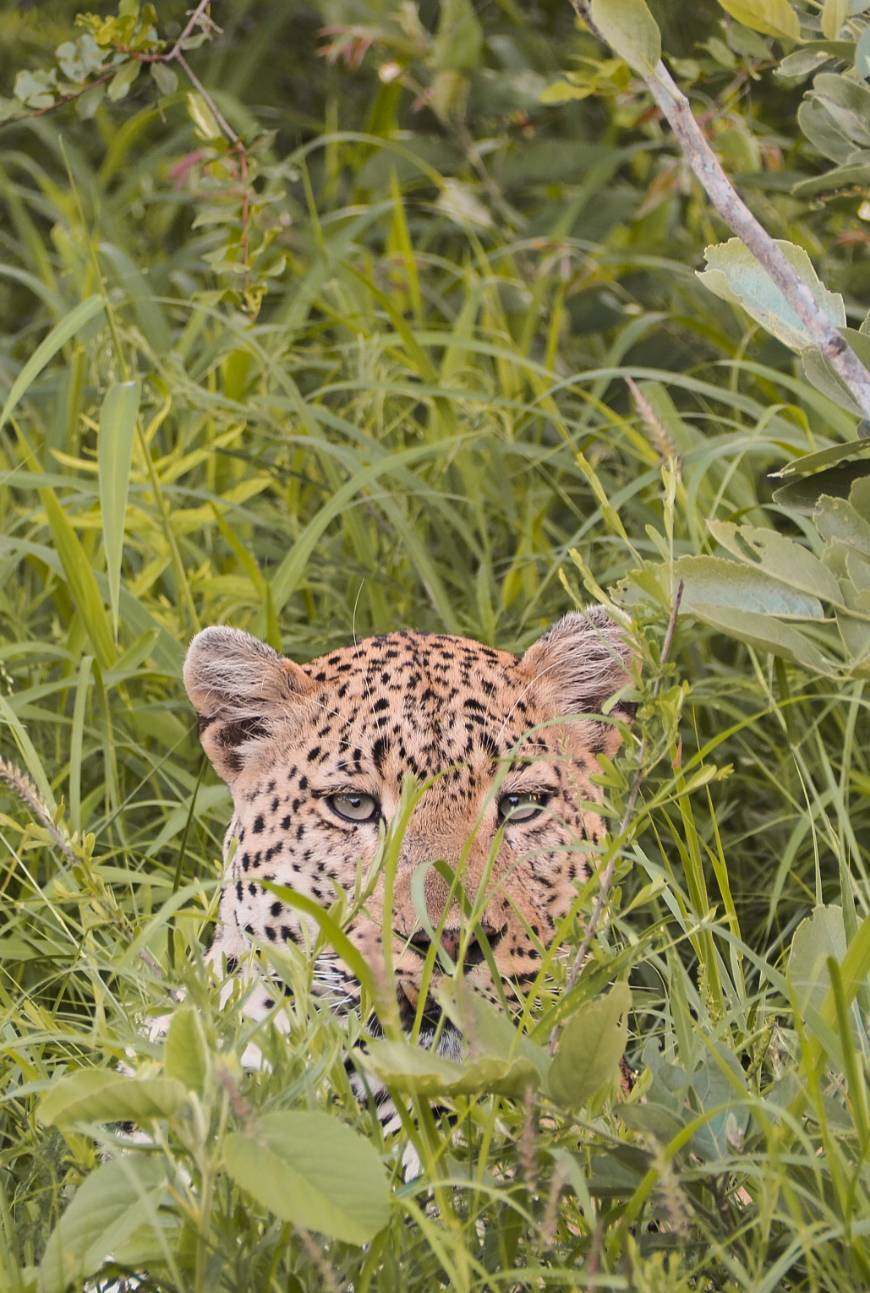 Place Parque nacional Kruger