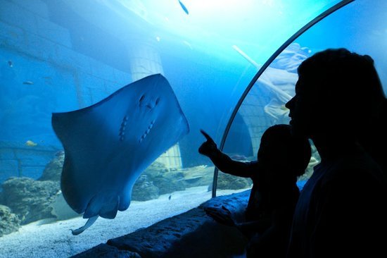 Place SEA LIFE Porto