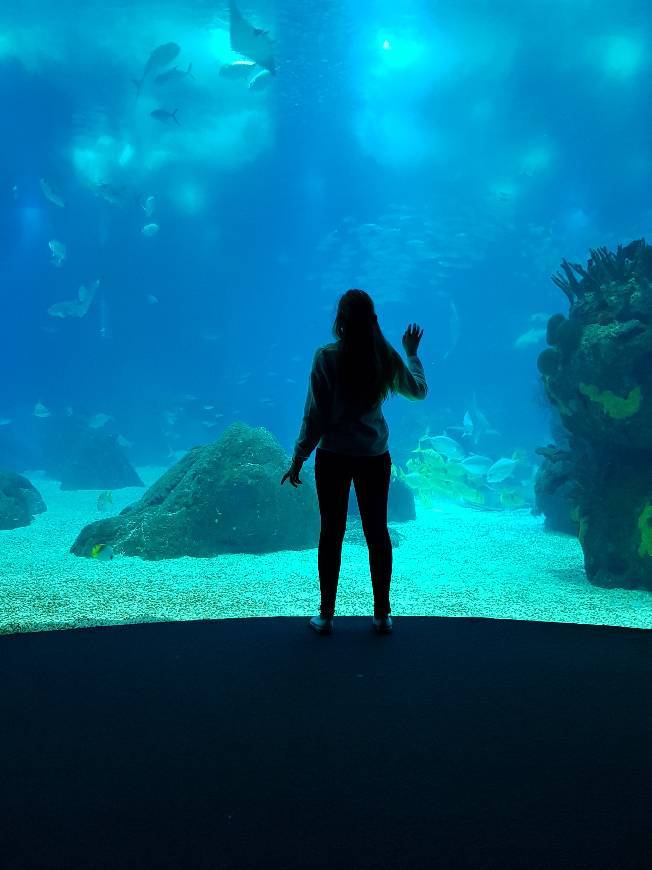 Lugar Oceanário de Lisboa