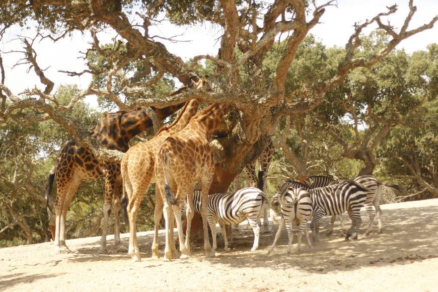 Place Badoca Safari Park