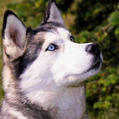 Moda Husky Siberiano