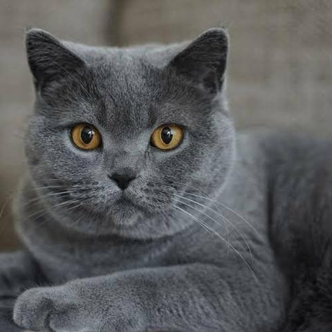 Moda Gato Chartreux