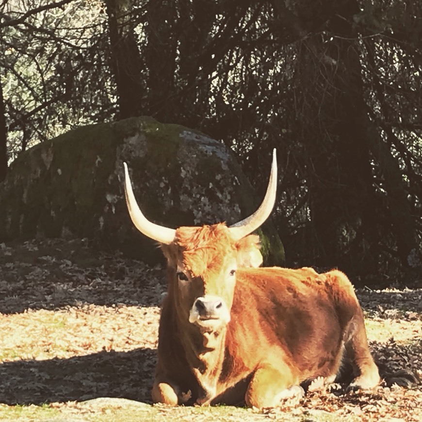 Lugar Peneda-Gerês National Park