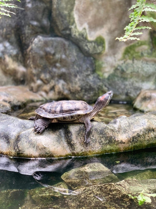 Lugar Jardim Zoológico de Lisboa