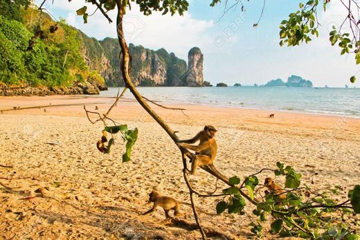 Monkey Beach