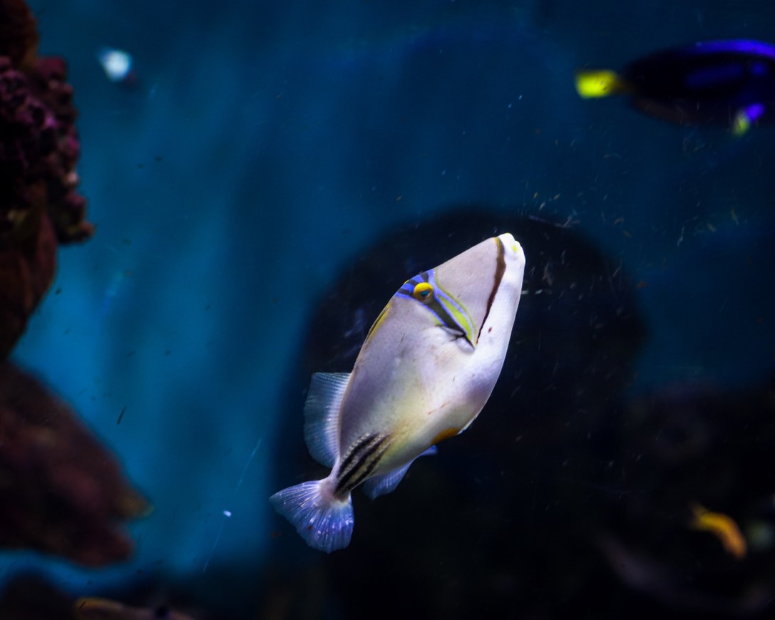 Place Aquarium de Barcelona Barcelona