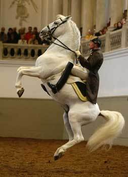 Lugar Spanish Riding School